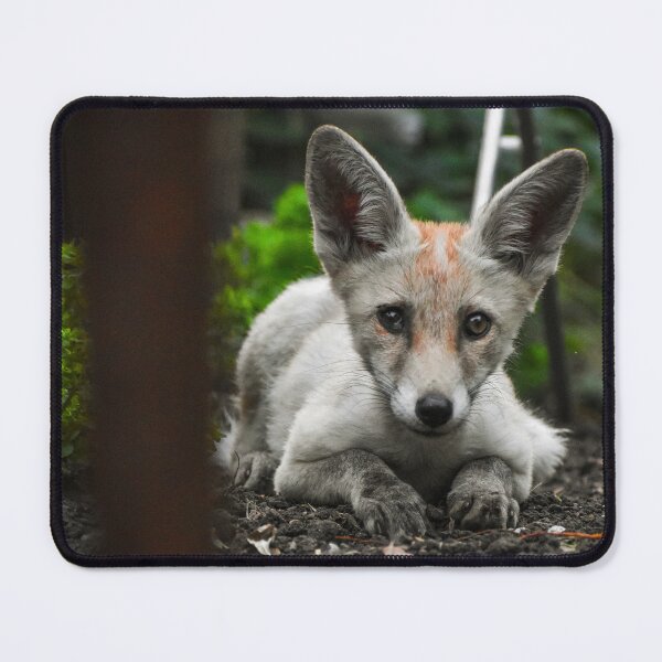 Item preview, Baby fox designed and sold by noahjpphotos.