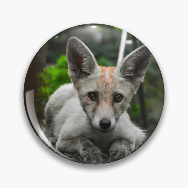 Item preview, Baby fox designed and sold by noahjpphotos.