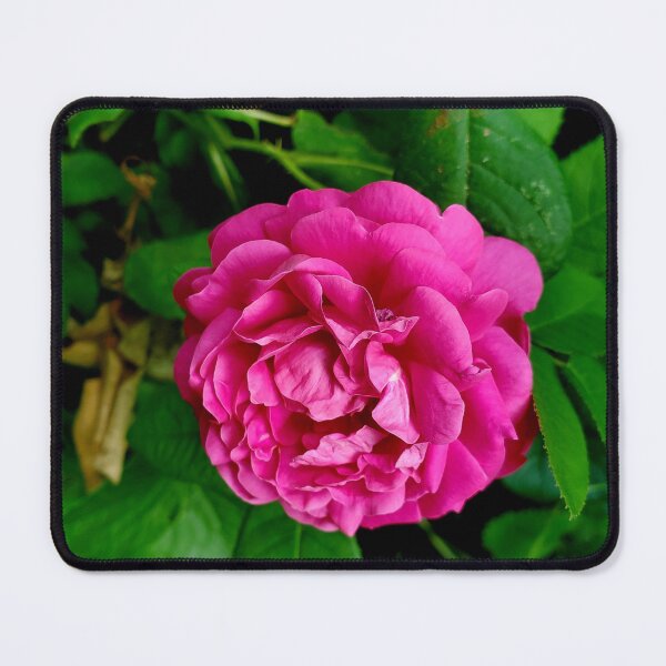 Aperçu de l'œuvre Rose créée et vendue par bobewing.