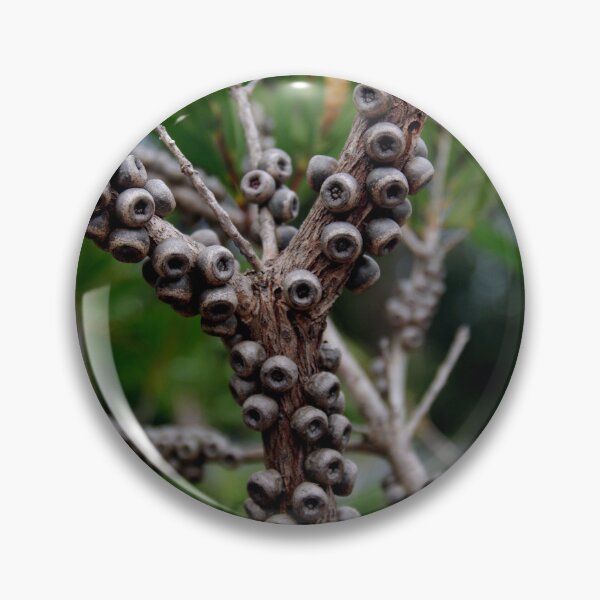 Item preview, Callistemon Seed Capsules designed and sold by lezvee.