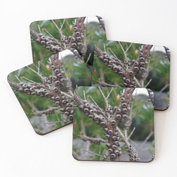 Item preview, Callistemon Seed Capsules designed and sold by lezvee.