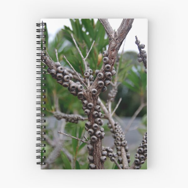 Item preview, Callistemon Seed Capsules designed and sold by lezvee.