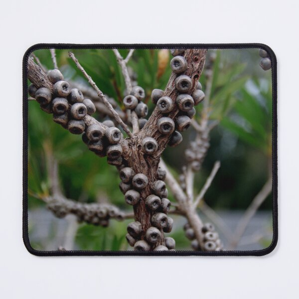 Item preview, Callistemon Seed Capsules designed and sold by lezvee.