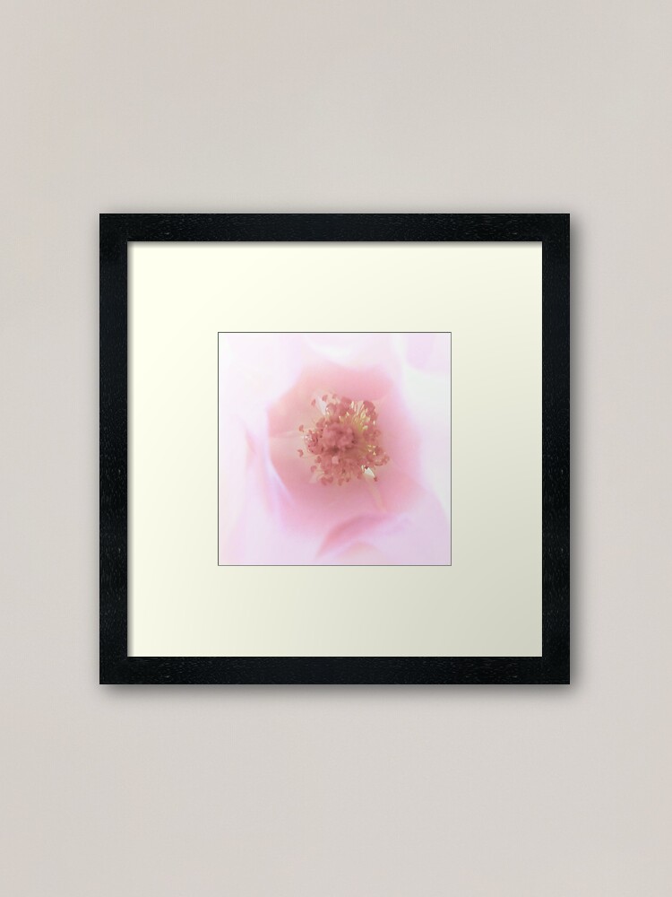 Alternative Ansicht von Ein Hauch von ..................Duft - Rose Gerahmter Kunstdruck