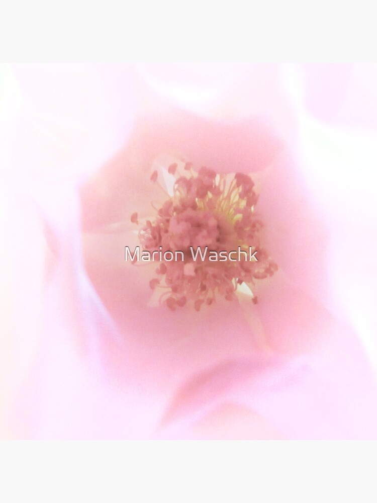 Ein Hauch von ..................Duft - Rose von mwart