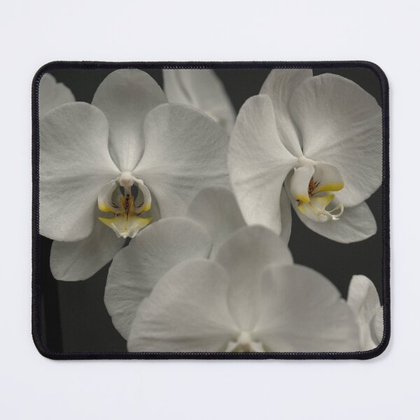 Item preview, White Orchids designed and sold by Steven Jodoin.