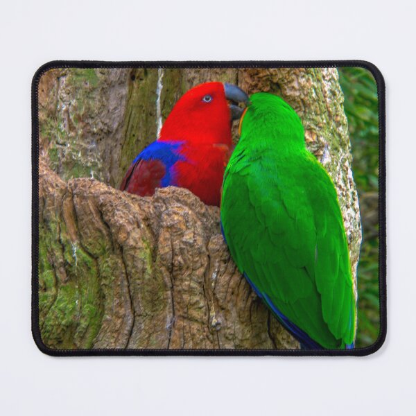Item preview, Eclectus Parrots designed and sold by Steven Jodoin.