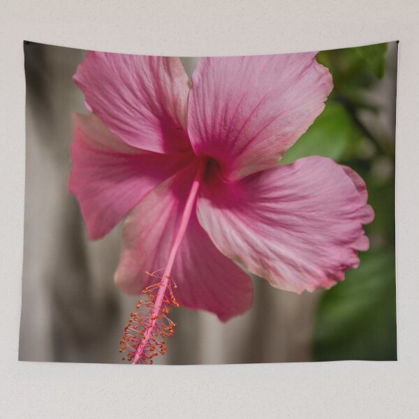 Item preview, Pink Hibiscus flower designed and sold by Kevin Hellon.