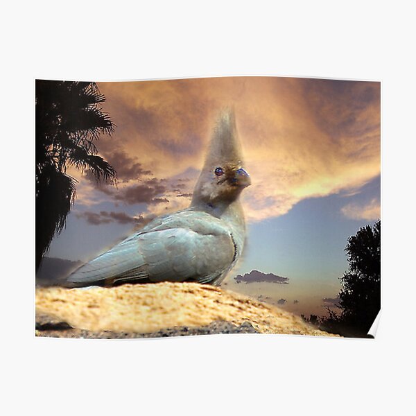Lory Poster