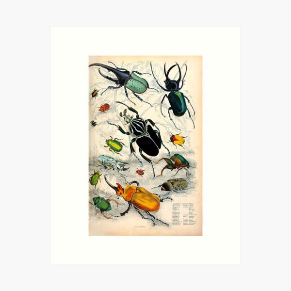 Item preview, Orderv. Coleoptera | Beetles Print designed and sold by ArtShare.