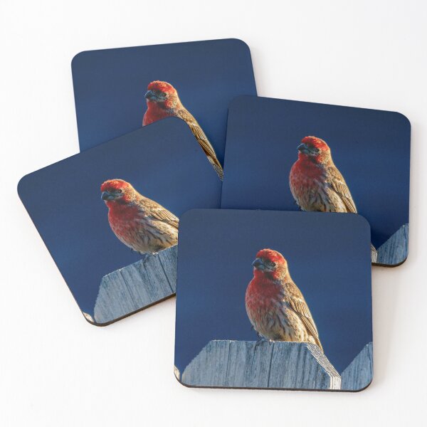 Item preview, Red House Finch designed and sold by jillianbutolphphoto.