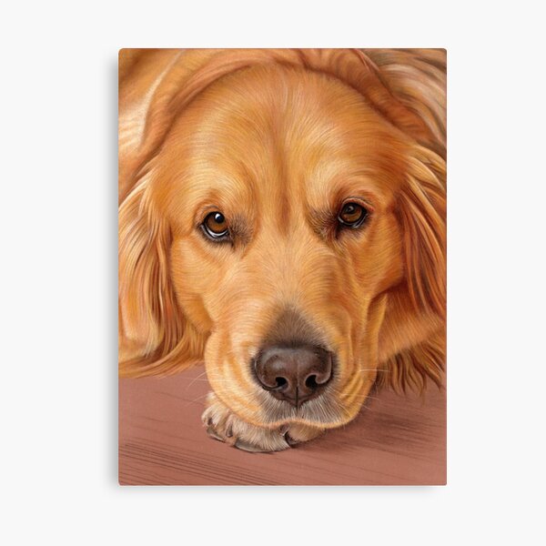 Golden Retriever Portrait - Sweet as Honey Canvas Print