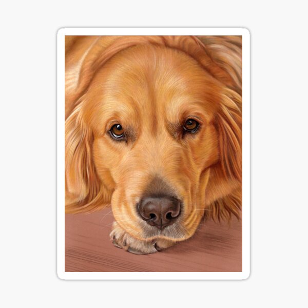 Golden Retriever Portrait - Sweet as Honey Sticker