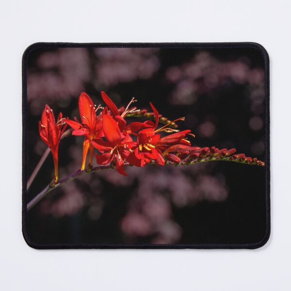 Item preview, Crocosmia & Maple designed and sold by jillianbutolphphoto.