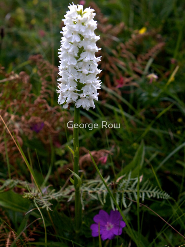 Irish White Orchid, Inishmore by VeryIreland