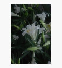 Lillies Lillies Lilles Photographic Print