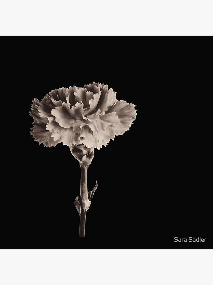 Antique Carnation by sadler2121