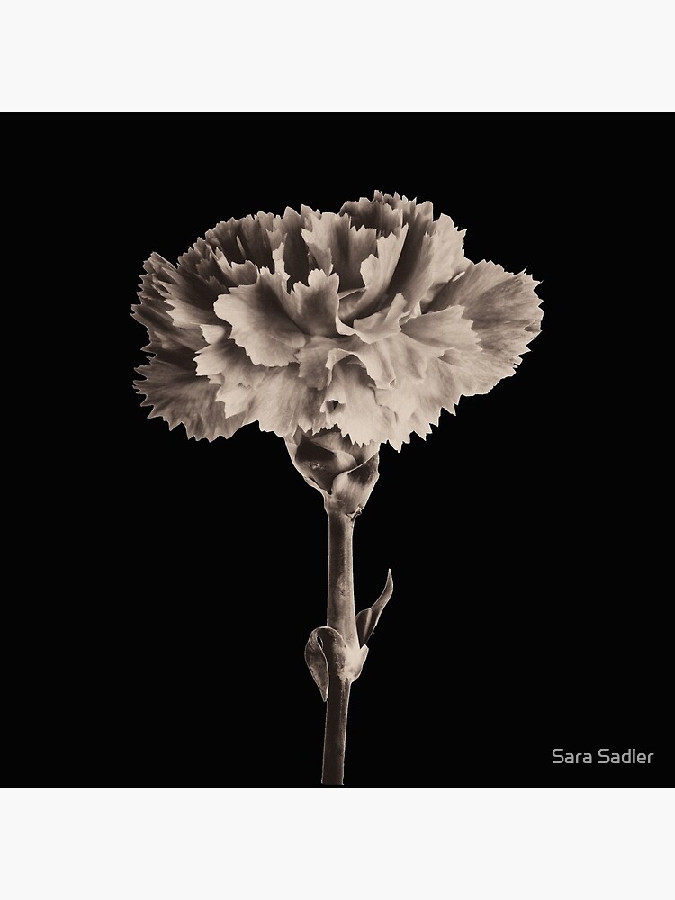 Antique Carnation by sadler2121