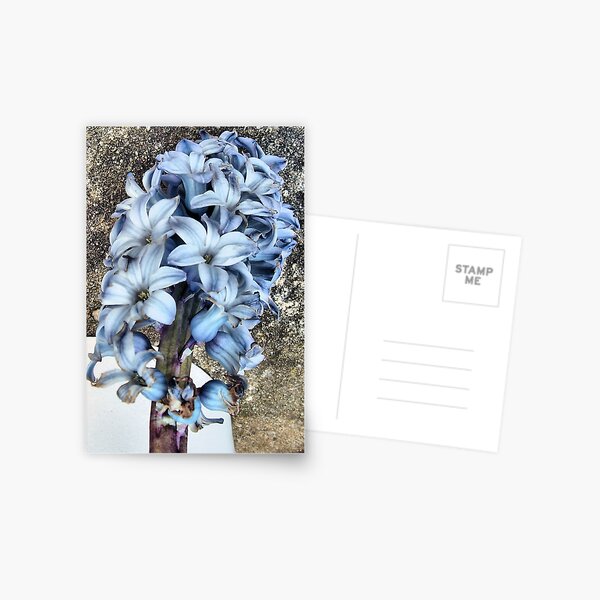 Hyacinth Postcard