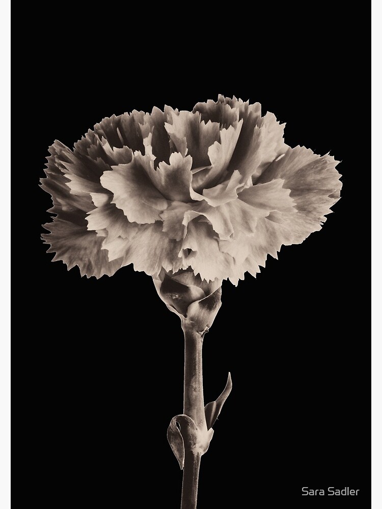 Antique Carnation by sadler2121