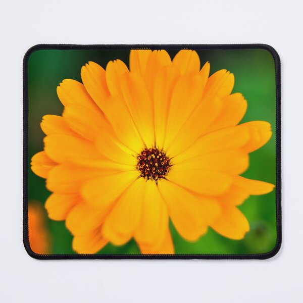 Item preview, Pot marigold in the forest designed and sold by AlbertMi.