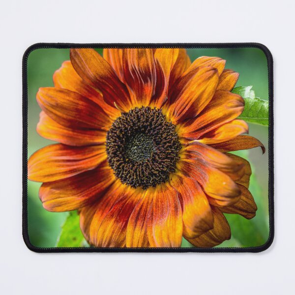Item preview, Sunflower designed and sold by AlbertMi.