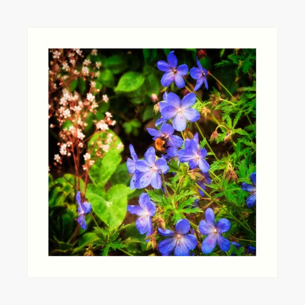 Cranesbill Art Print