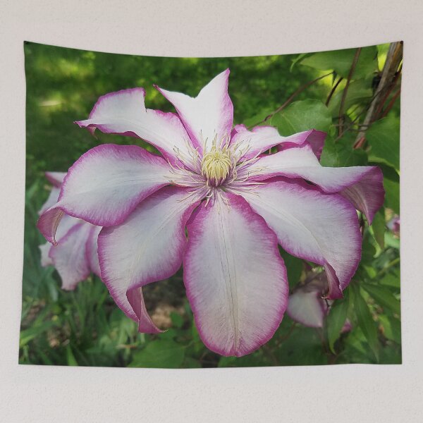Item preview, Stunning two-tone Clematis flowers designed and sold by rvjames.
