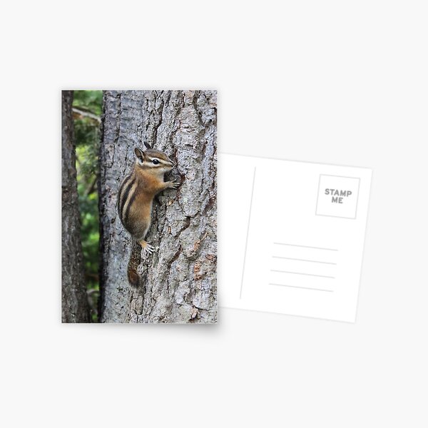 Chipmunk on Tree Trunk Postcard
