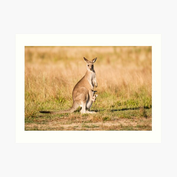 Mother and Joey Art Print