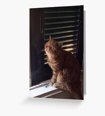 Bimbo behind the shutters Greeting Card