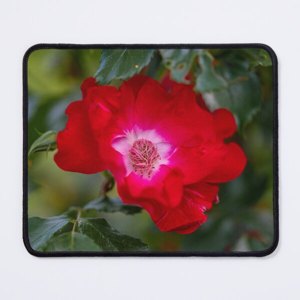 Item preview, wild rose blossom designed and sold by OskiOnTour.