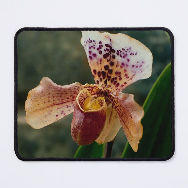 Item preview, Paphiopedilum Orchid designed and sold by Michael Cummings.