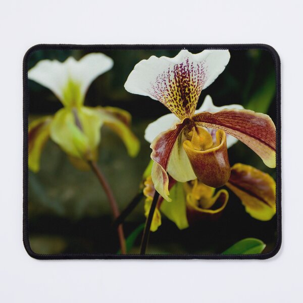 Item preview, Paphiopedilum Orchid designed and sold by Michael Cummings.