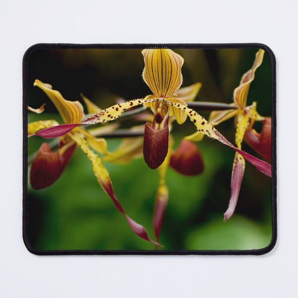 Item preview, Paphiopedilum Orchid designed and sold by Michael Cummings.