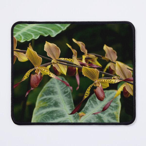 Item preview, Paphiopedilum Orchid  designed and sold by Michael Cummings.