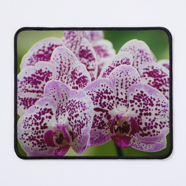 Item preview, Purple Moth Orchid designed and sold by Michael Cummings.