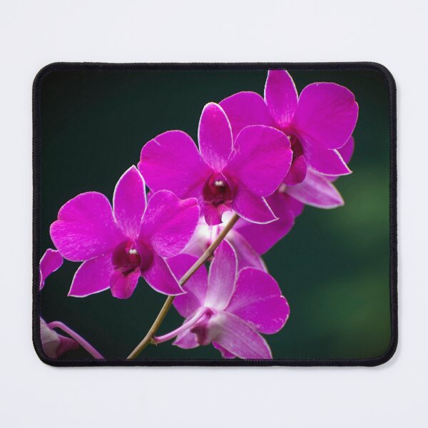 Item preview, Magenta Dendrobium Orchid designed and sold by Michael Cummings.