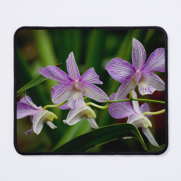 Item preview, Dendrobium Orchid designed and sold by Michael Cummings.