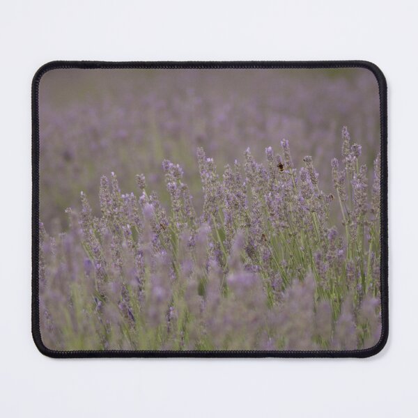 Item preview, Bee In The Middle With Me Lavender Landscape Photograph designed and sold by taiche.