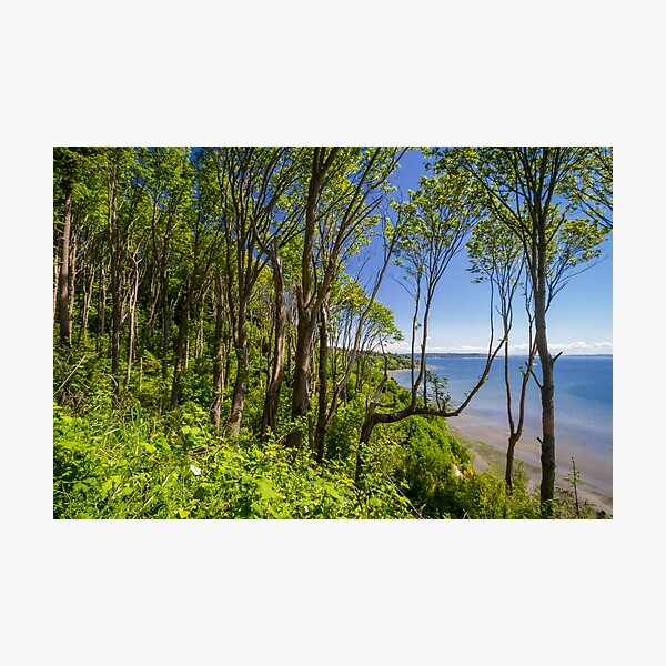 Forests on a Bluff Over the Sound Photographic Print