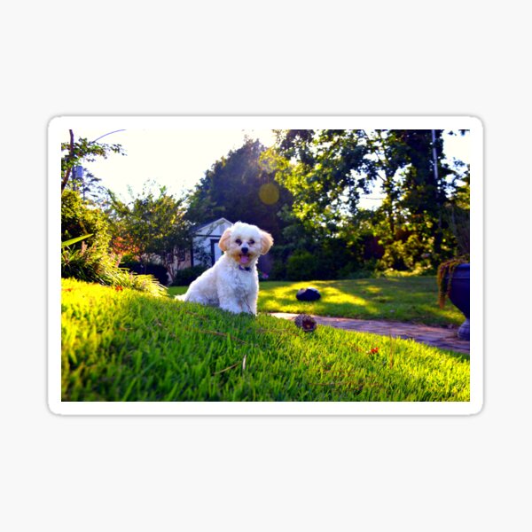 Item preview, Sitting Pretty Shih-Poo designed and sold by LisaWootenPhoto.