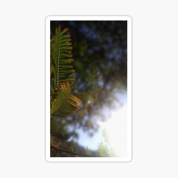 Sunny ferm bracken Sticker