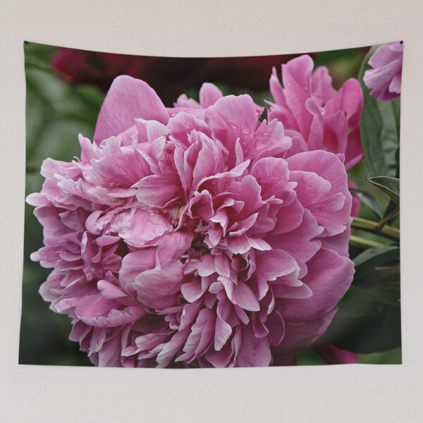 Aperçu de l'œuvre Pivoine rose créée et vendue par Michael Cummings.