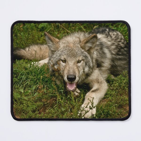 Item preview, Timber Wolf designed and sold by Michael Cummings.