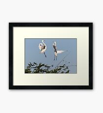 Dancing Egrets 2017-1 Framed Print