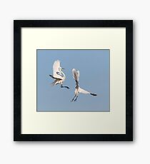 Dancing Egrets 2017-2 Framed Print