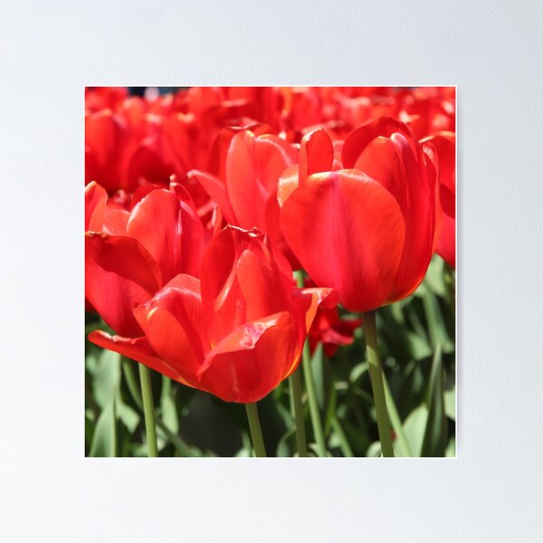 Item preview, Red tulips. Flower garden designed and sold by Chari-ot.