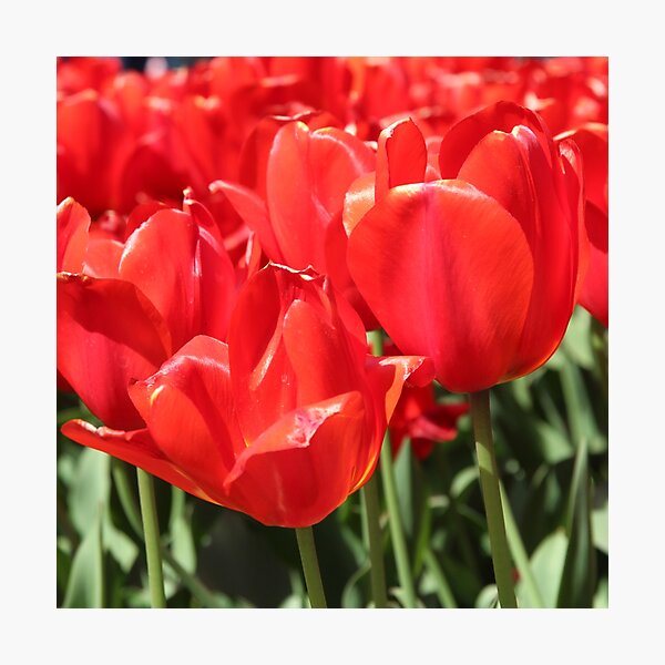 Item preview, Red tulips. Flower garden designed and sold by Chari-ot.