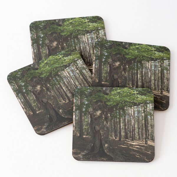 Item preview, Trail Guardian - an Ancient Beech Tree in a Pine Forest designed and sold by Georgia Mizuleva.